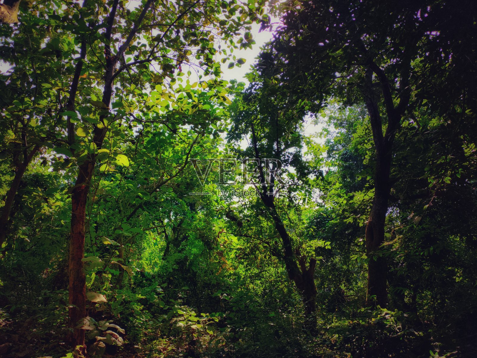 GARH森林照片摄影图片