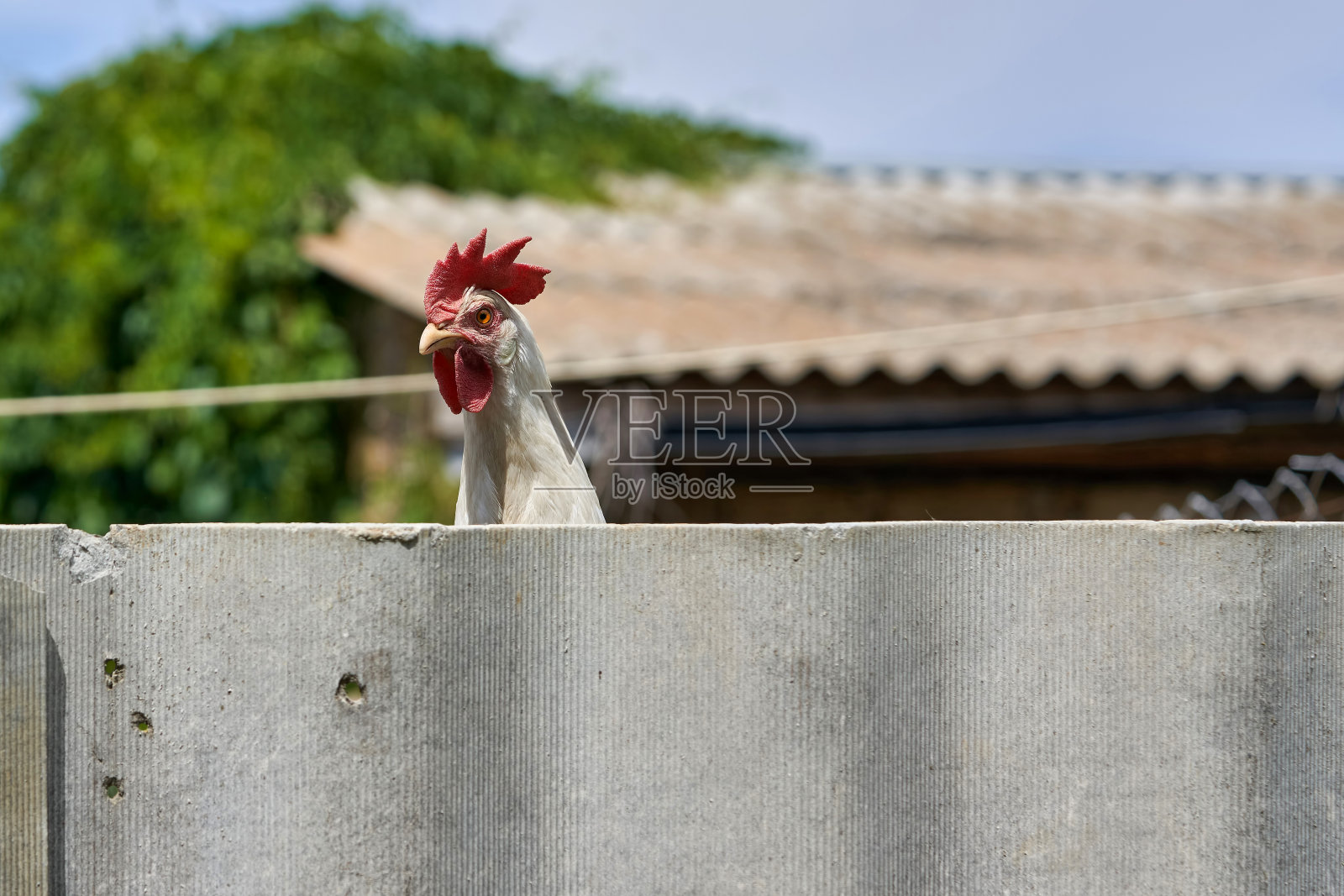 一只带红鸡冠的公鸡的头从混凝土篱笆上伸出来。照片摄影图片
