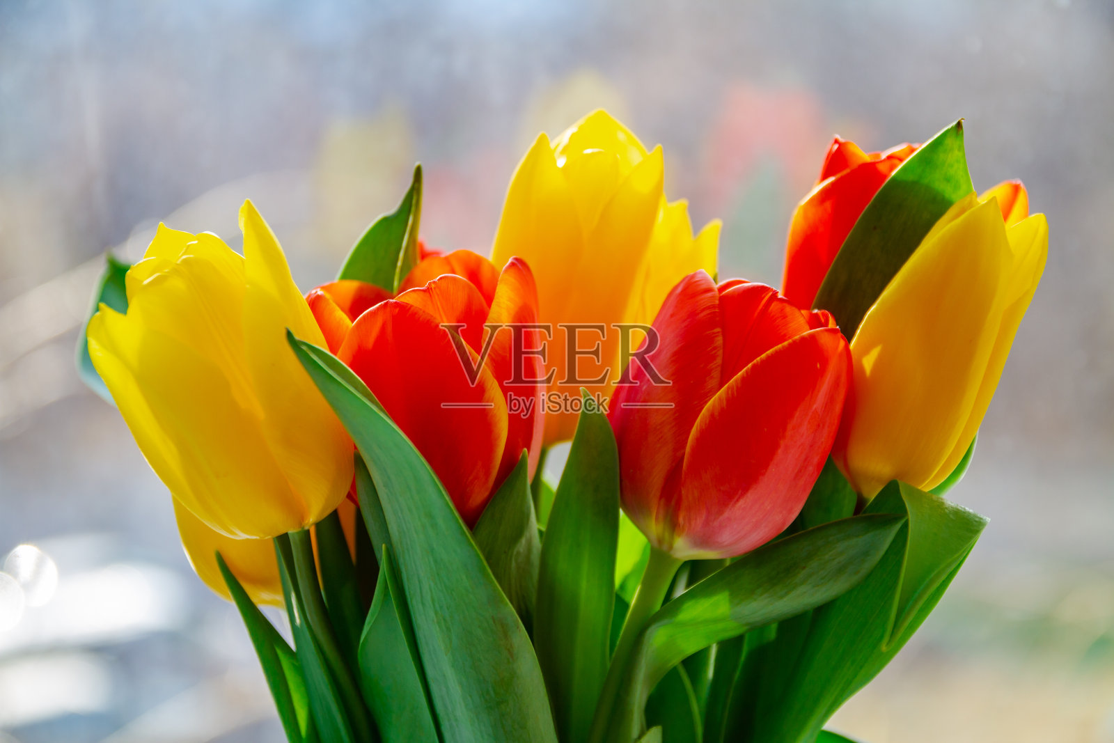 黄色和红色的郁金香与背景反射。特写镜头,有选择性的重点照片摄影图片