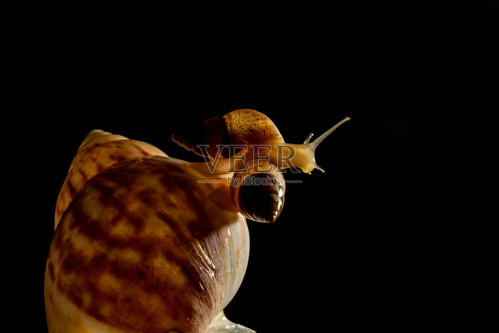 两个蜗牛。照片摄影图片