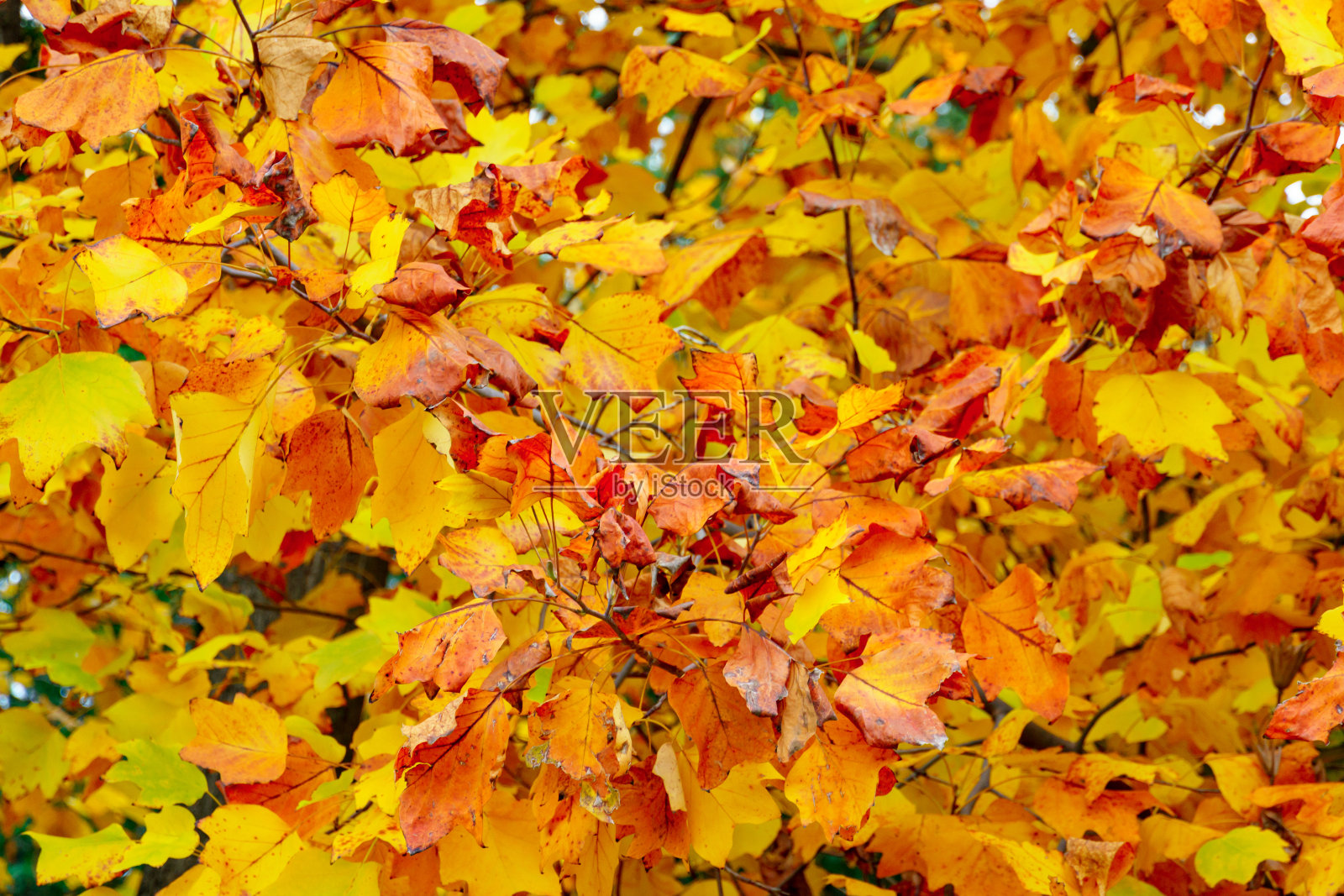 黄澄澄的枫叶背景下的秋城公园,自然秀美照片摄影图片