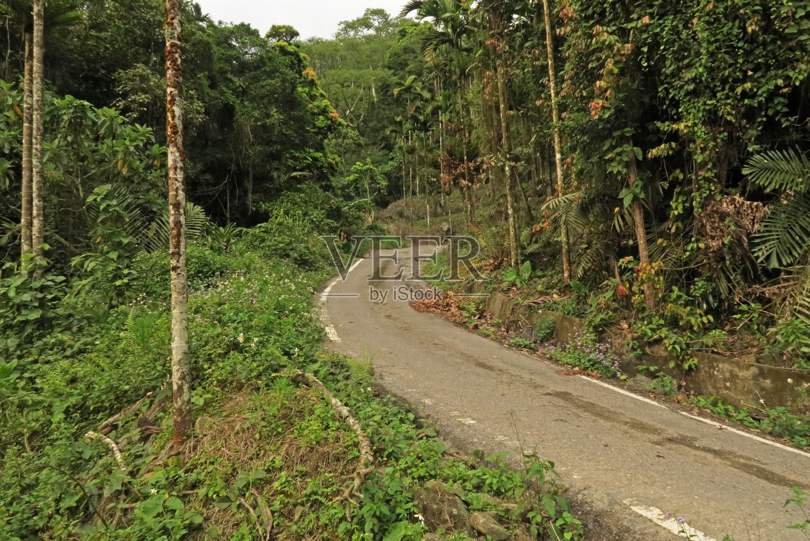 森林中沿山路的景色照片摄影图片