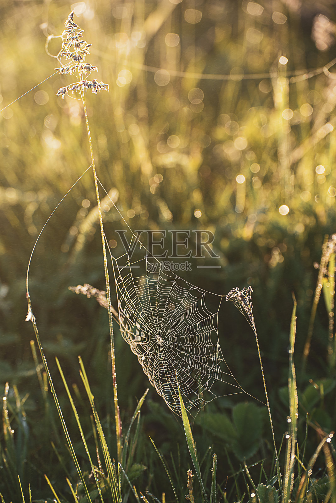 植物与网络照片摄影图片