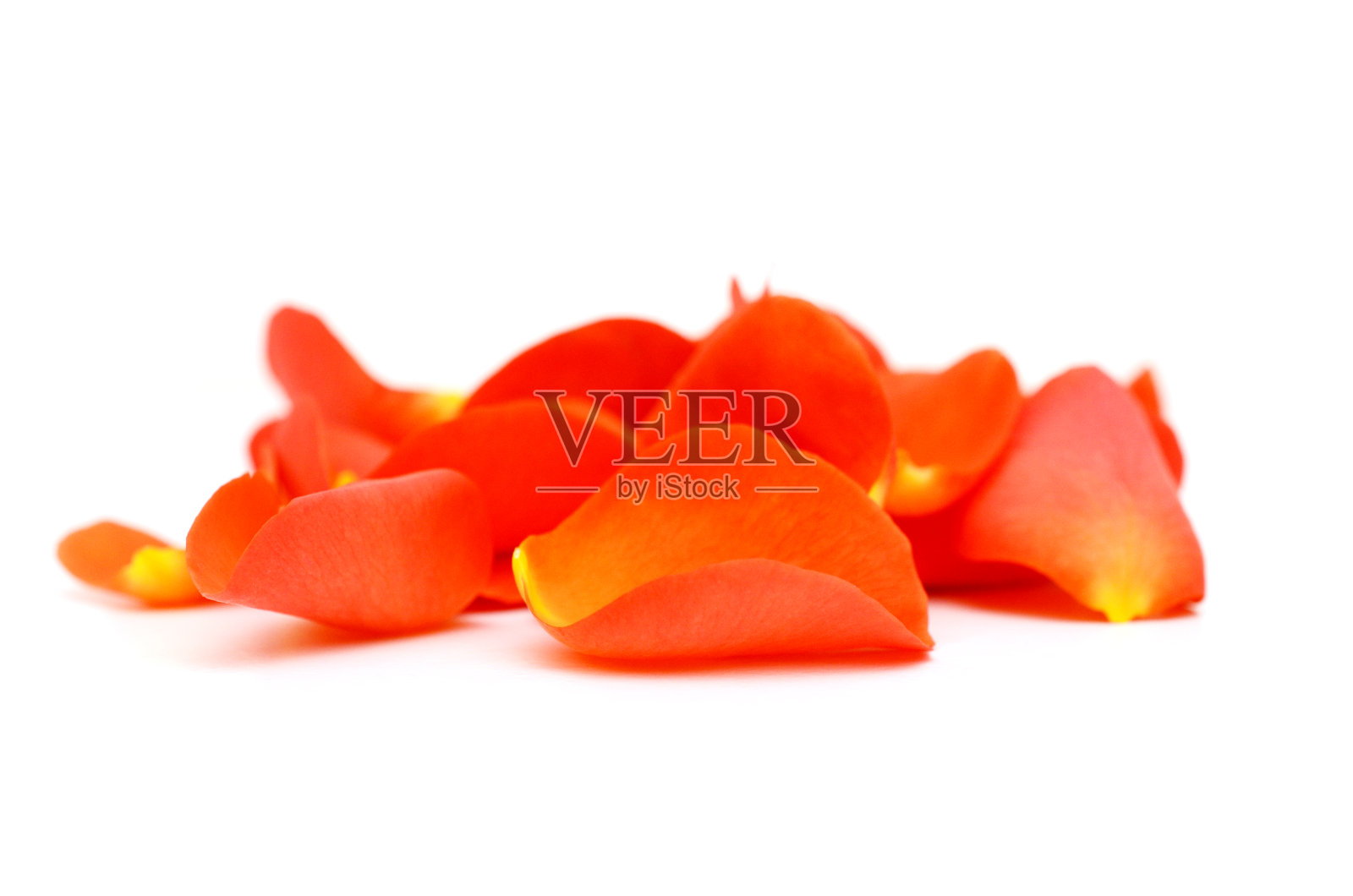 一朵红色的玫瑰花瓣簇拥在白色的花瓣上照片摄影图片