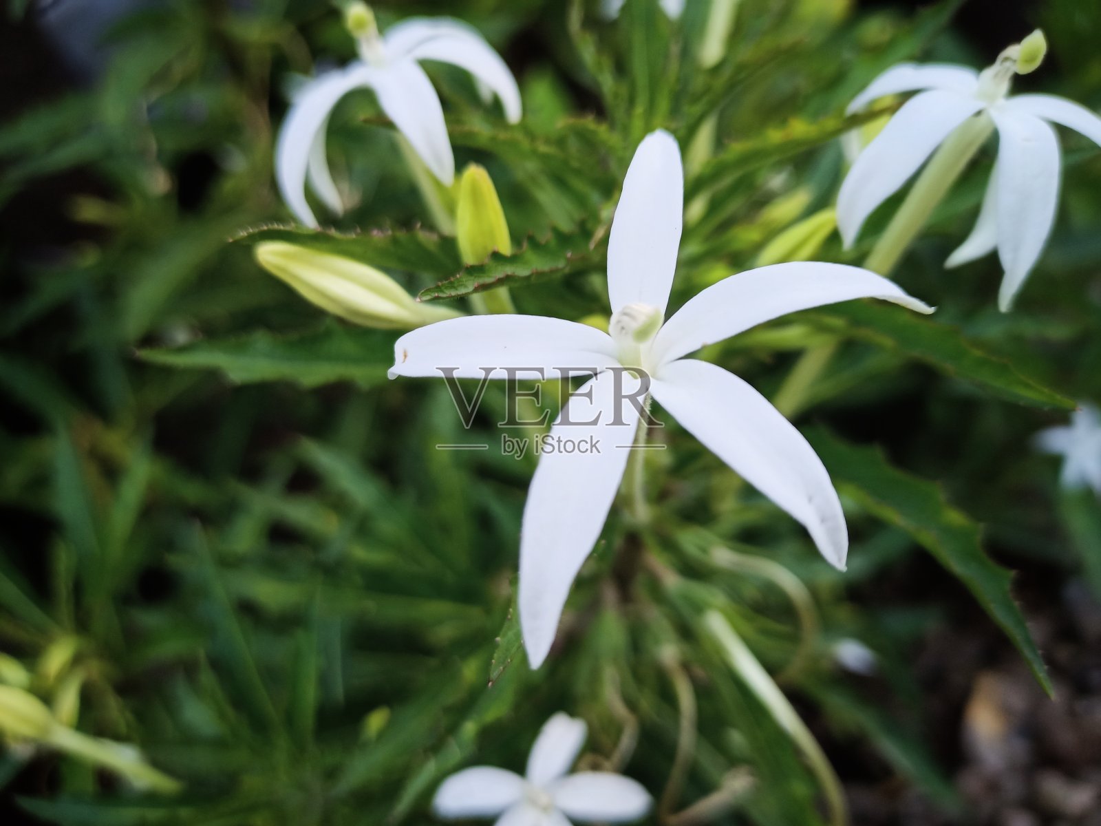 Hippobromas花照片摄影图片