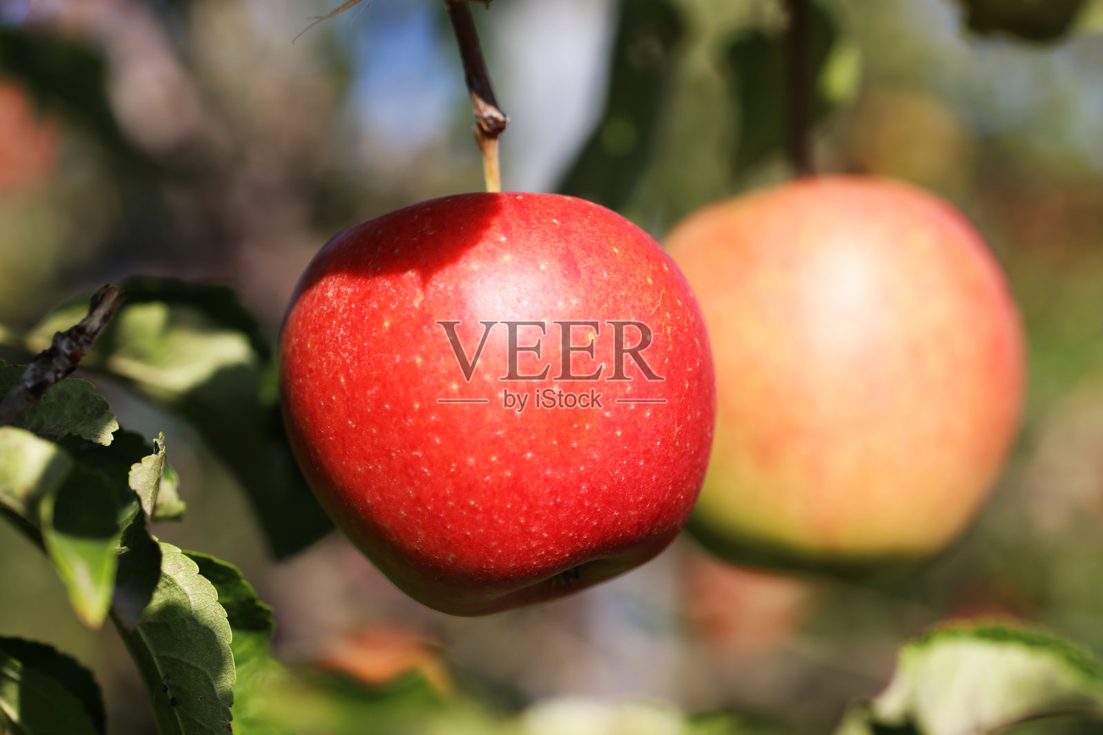 成熟的苹果挂在树上照片摄影图片