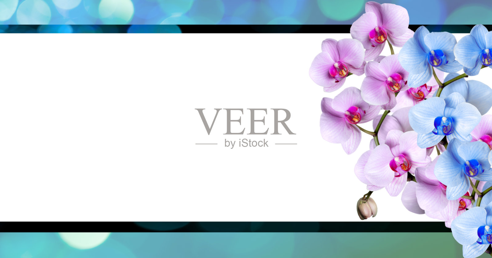 兰花花与空白复制照片摄影图片