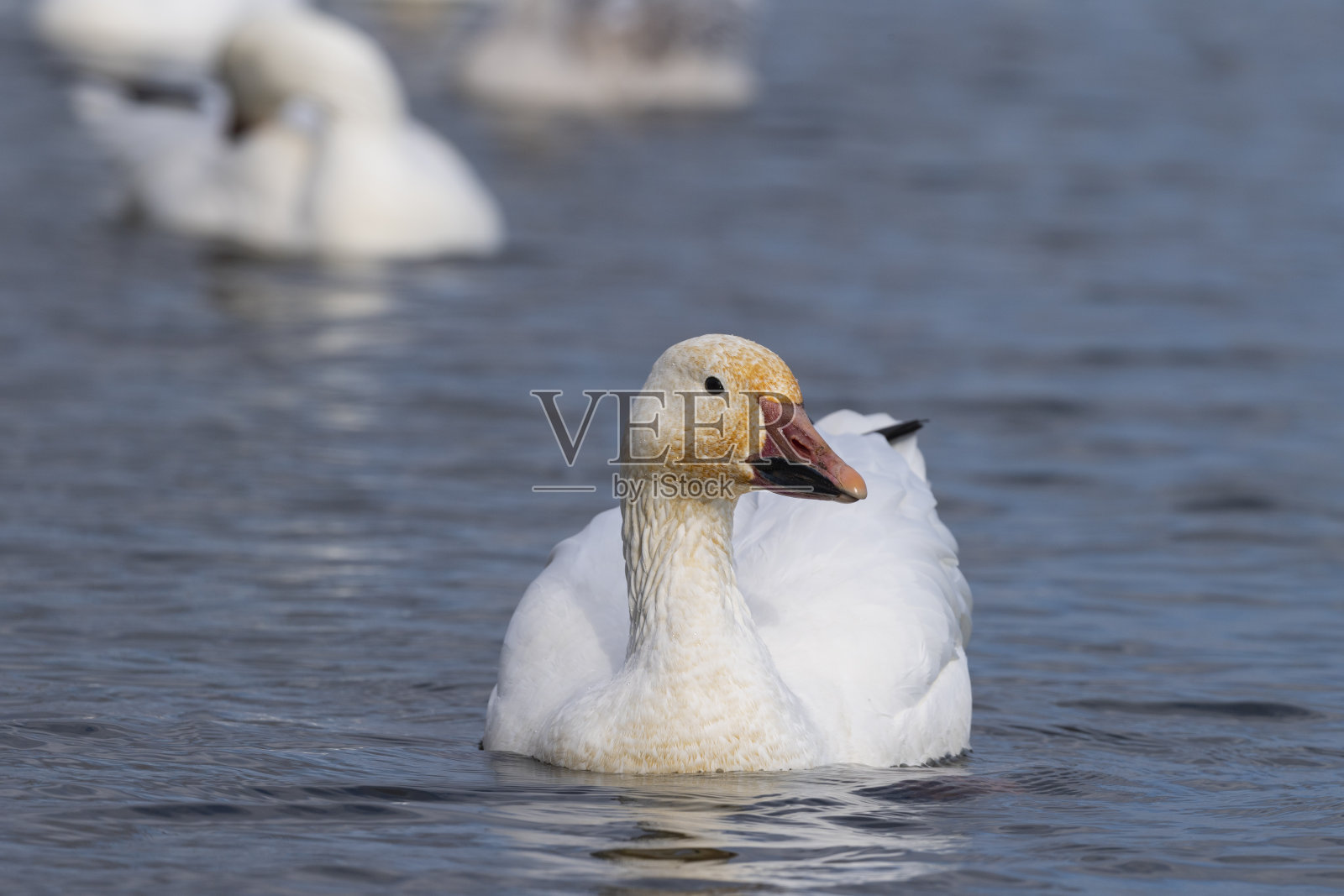 雪鹅浮在水上照片摄影图片