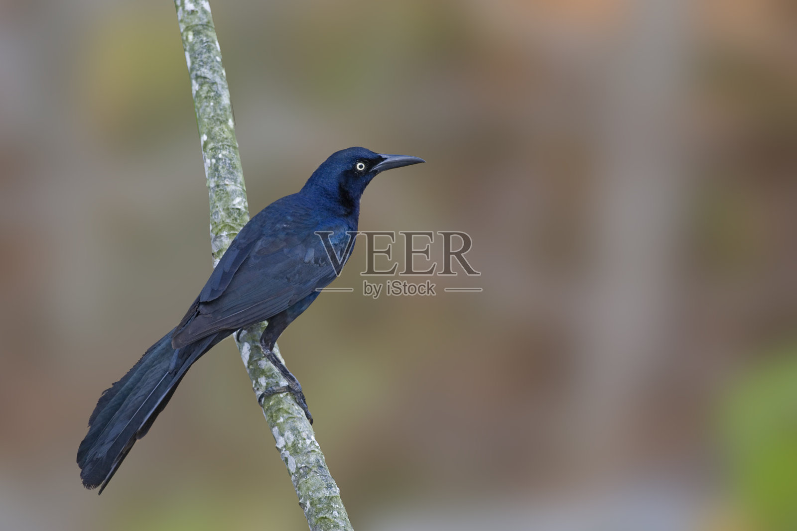 雄性长尾白头翁,栖在栖木上照片摄影图片