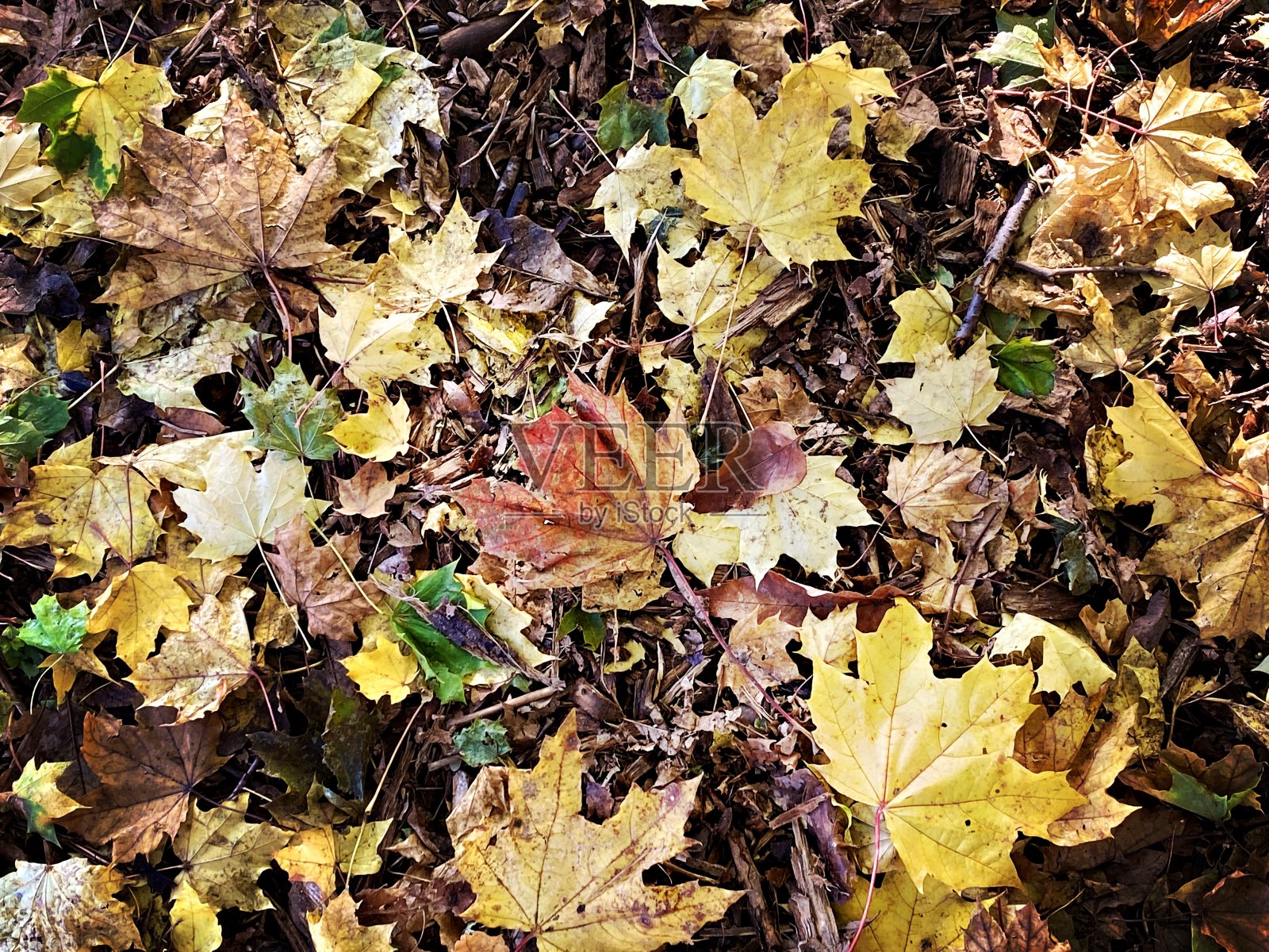 公园里的秋日照片摄影图片