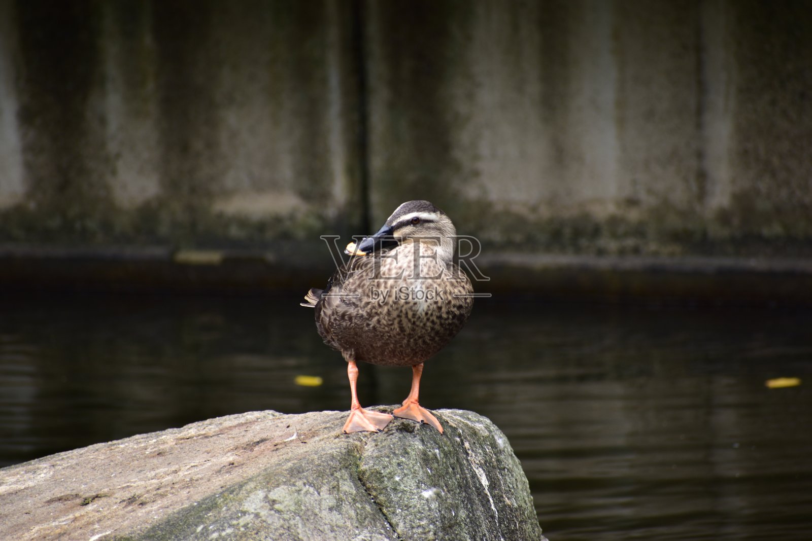 斑点嘴鸭子的肖像照片摄影图片