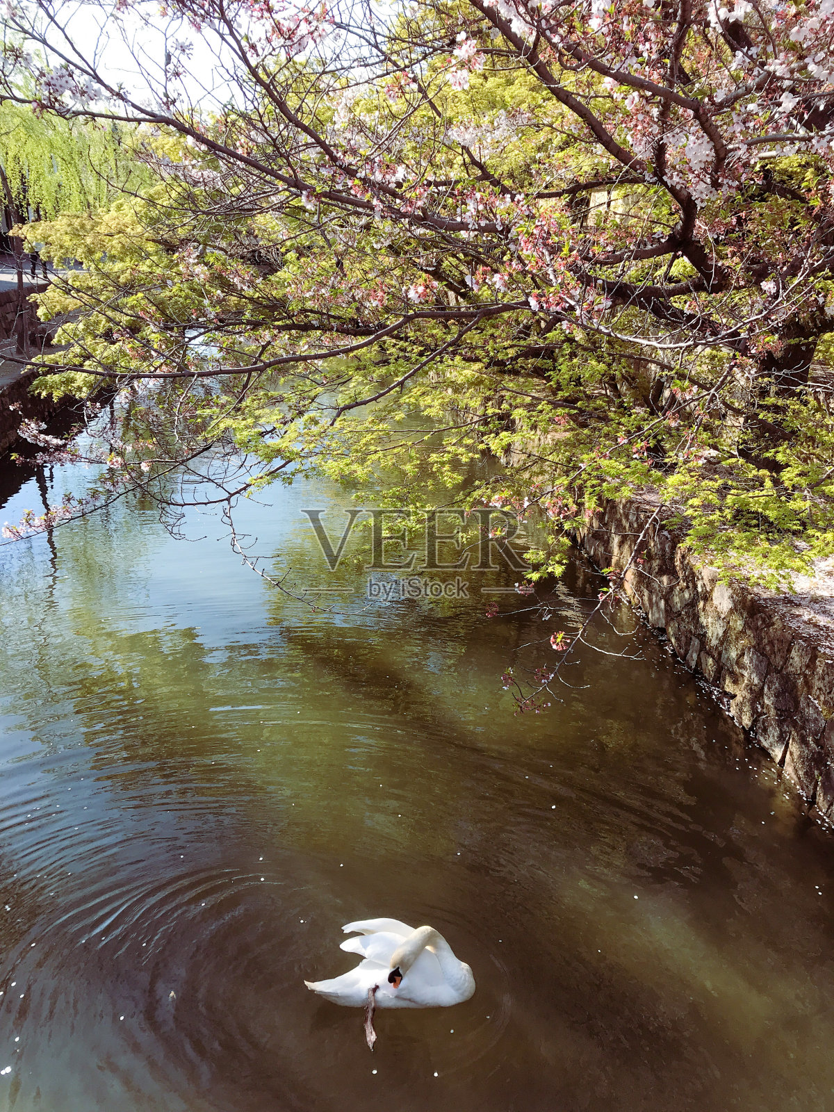樱花和天鹅照片摄影图片