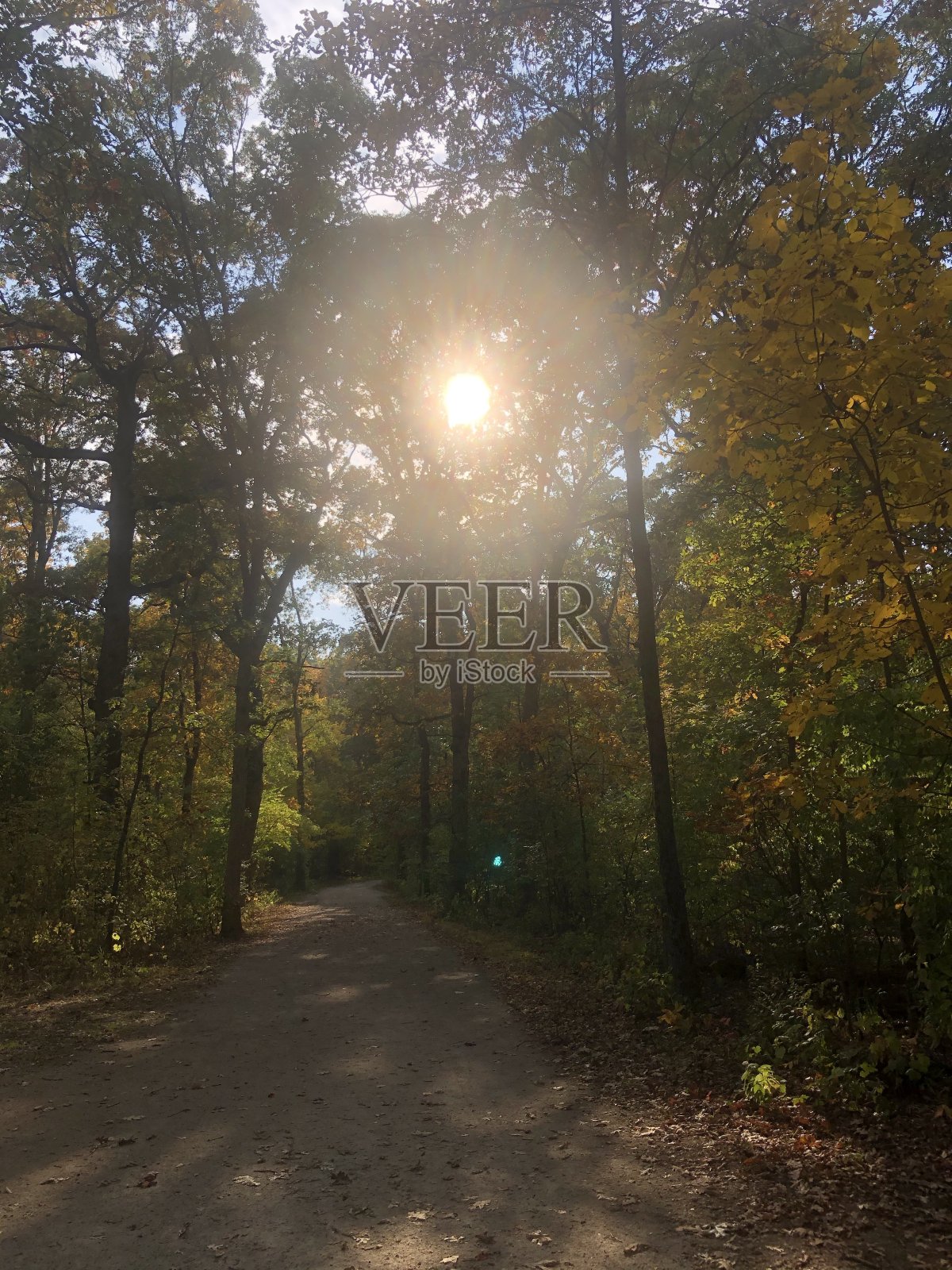 森林照片摄影图片