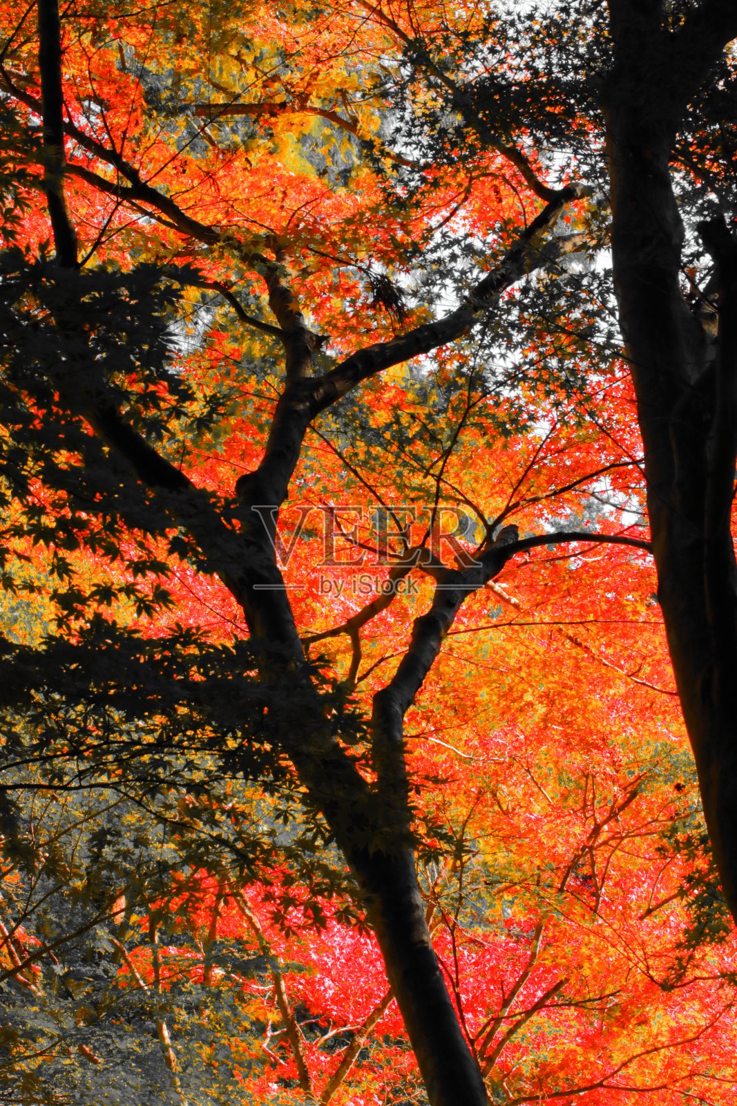 红色的秋叶在荒野中燃烧,在秋天开花照片摄影图片