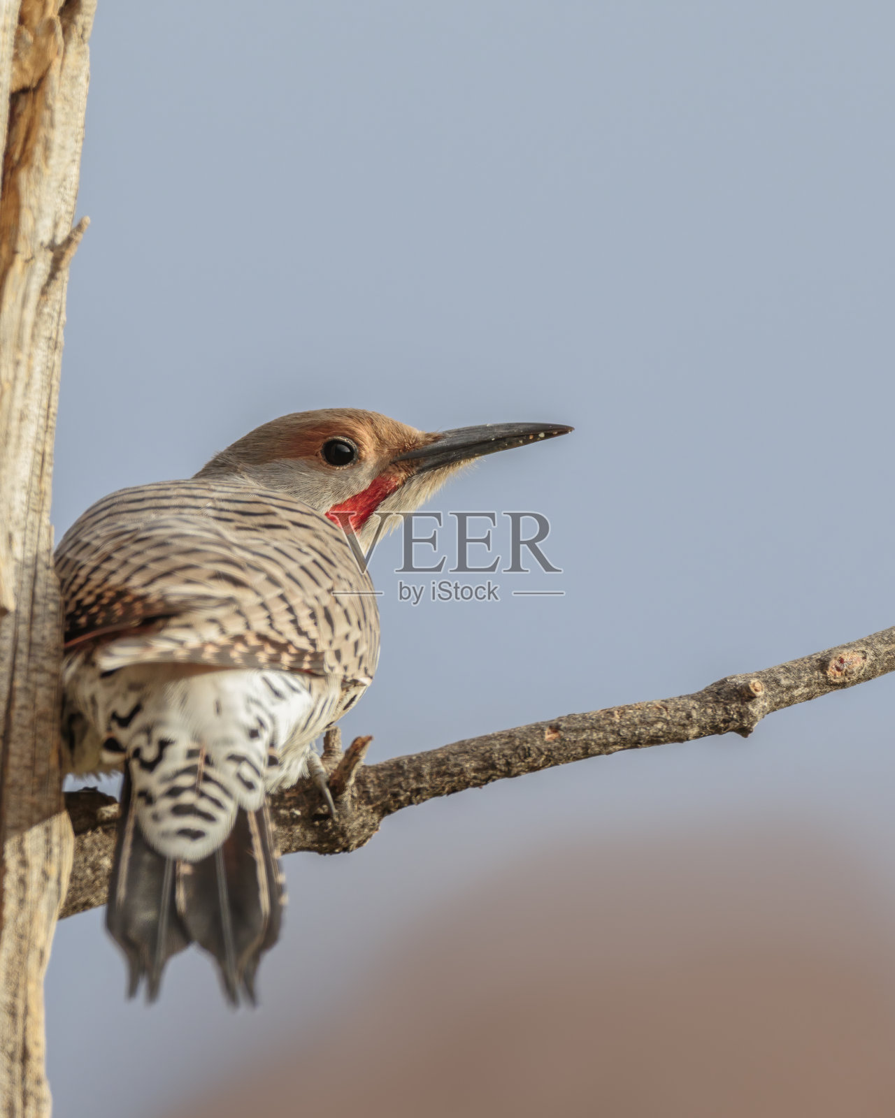 Northern flicker(鲫鱼)照片摄影图片