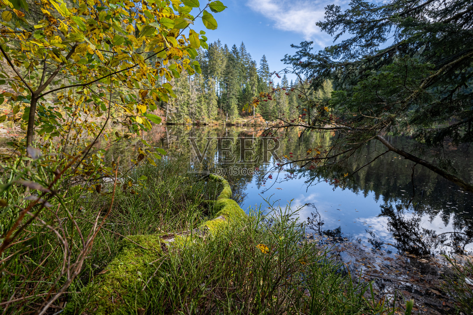 在Glaswaldsee,黑森林,德国的湖泊被绿色植物包围的全景照片照片摄影图片
