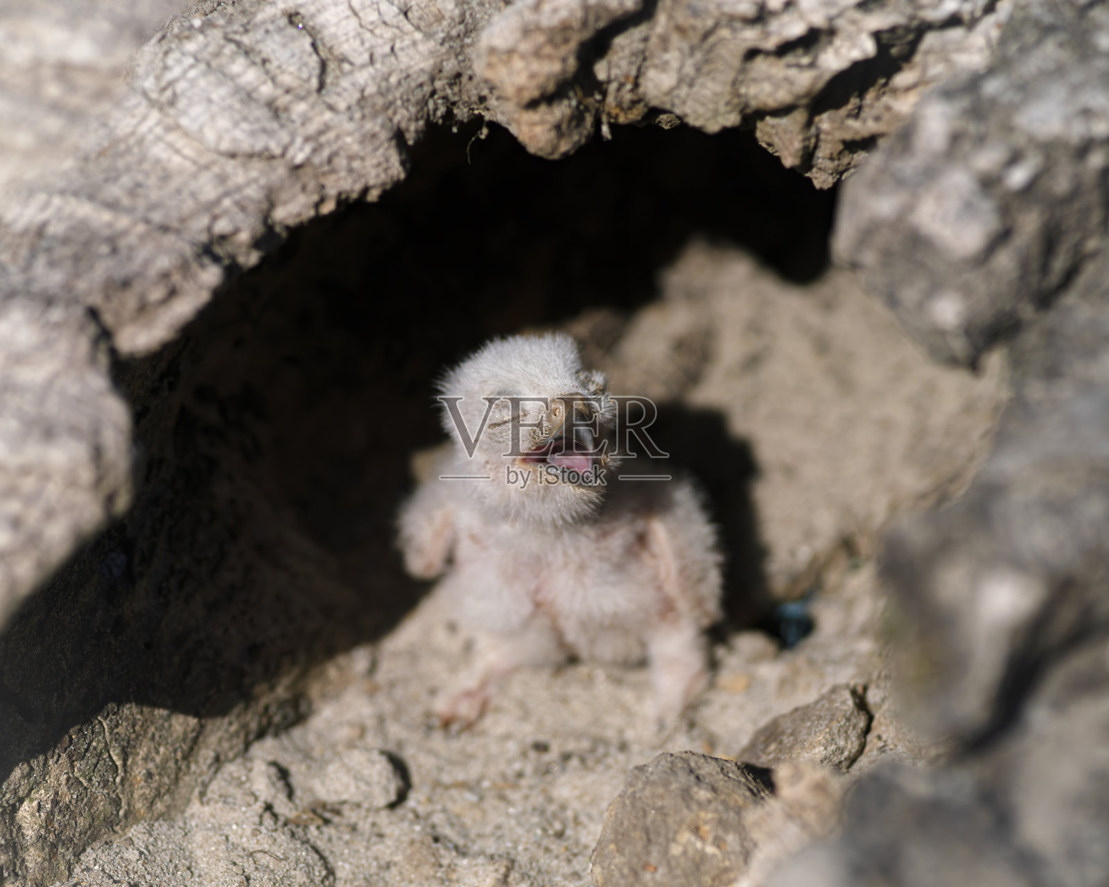 小穴鸮栖息在洞穴外。两只幼年穴鸮在它们的穴前的地面上。两个可爱的圣·。照片摄影图片