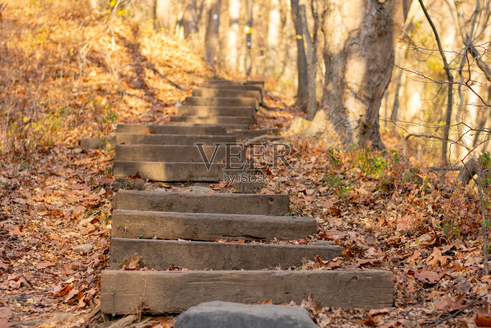 在一片秋叶覆盖的森林里的脚步照片摄影图片