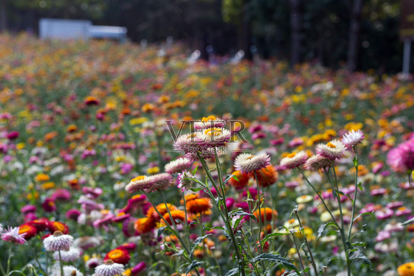 种植纸花供游客参观。照片摄影图片