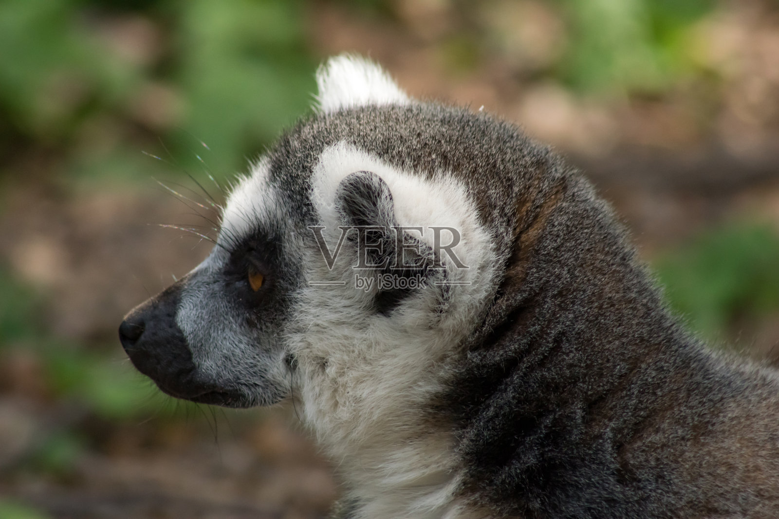 环尾狐猴照片摄影图片