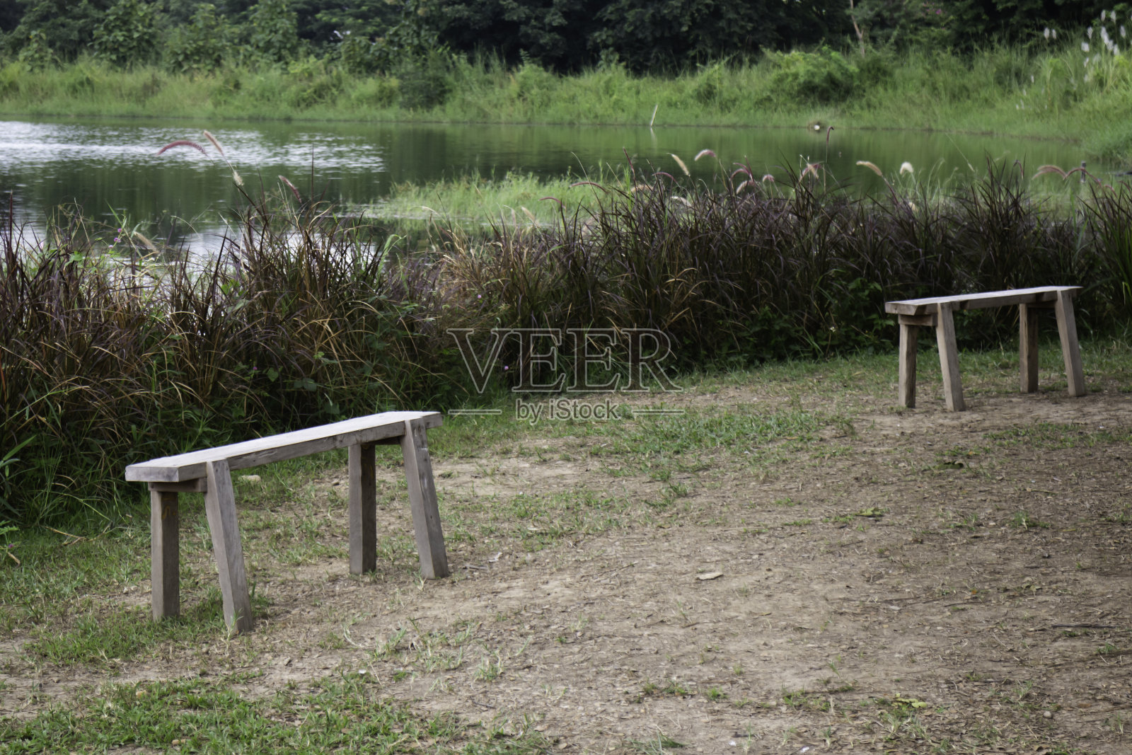 放松的芦苇草花座照片摄影图片