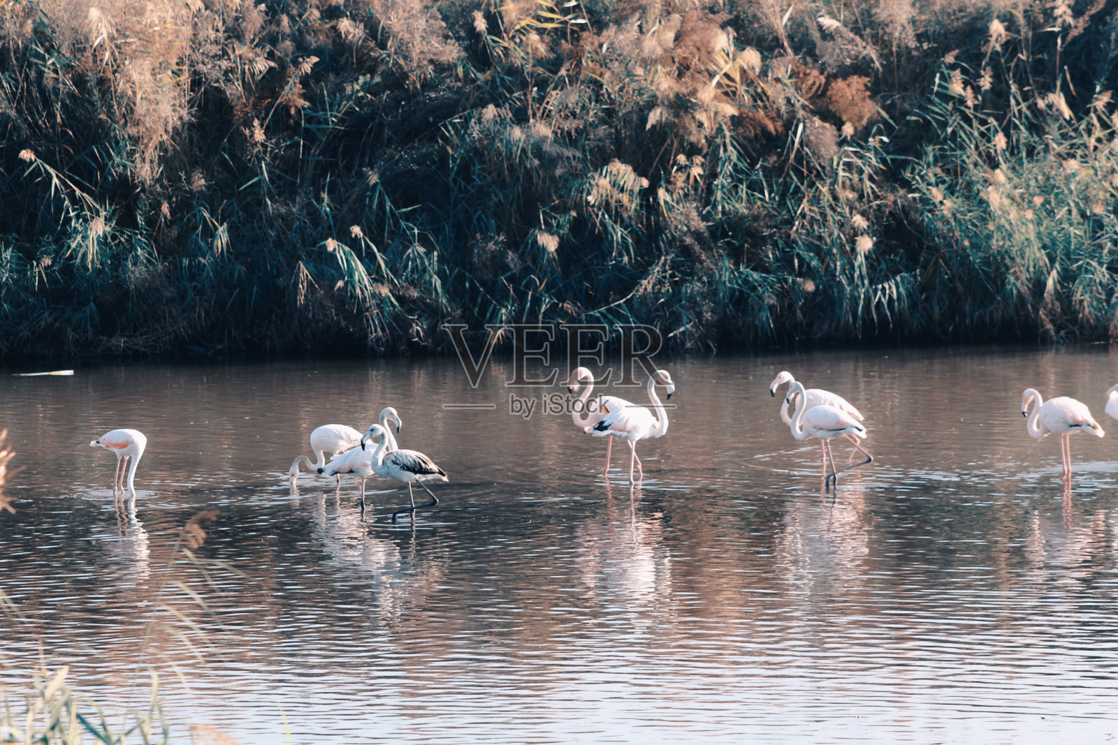 火烈鸟在湖里游荡照片摄影图片