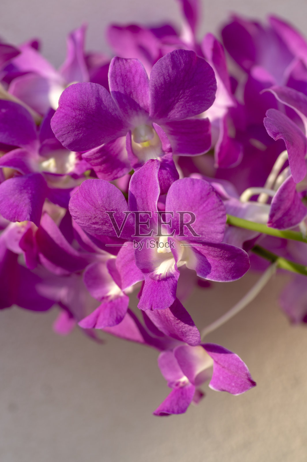 石斛兰开着紫色的花,美丽而神奇的开花植物与大束花在绿色的茎照片摄影图片