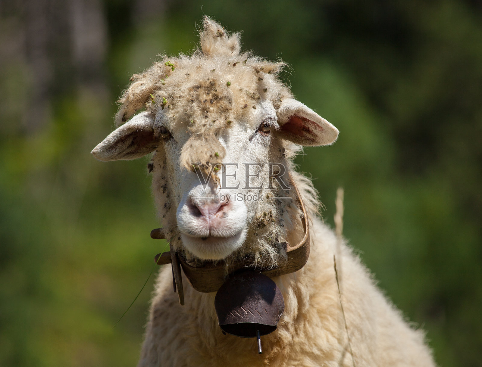 牧场上的羊照片摄影图片
