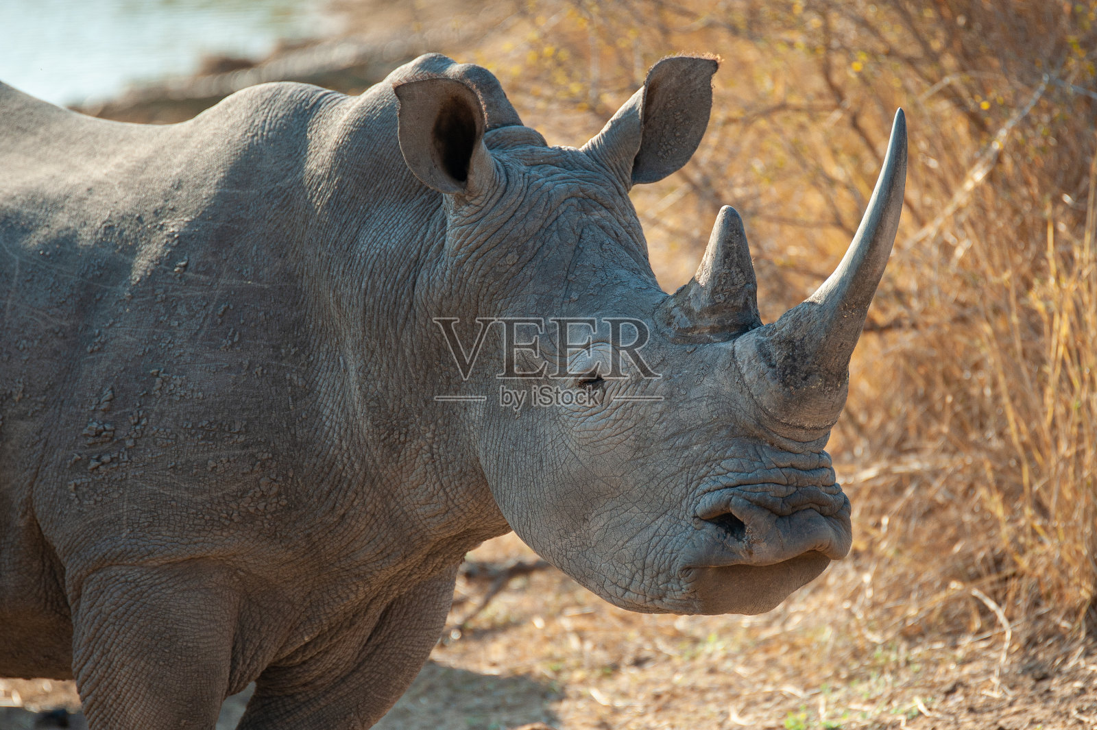 白犀牛照片摄影图片