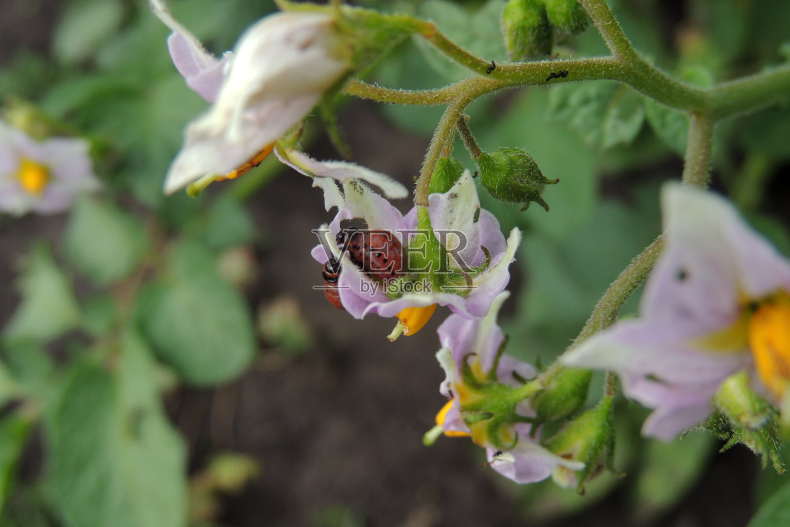 科罗拉多马铃薯甲虫吃土豆照片摄影图片