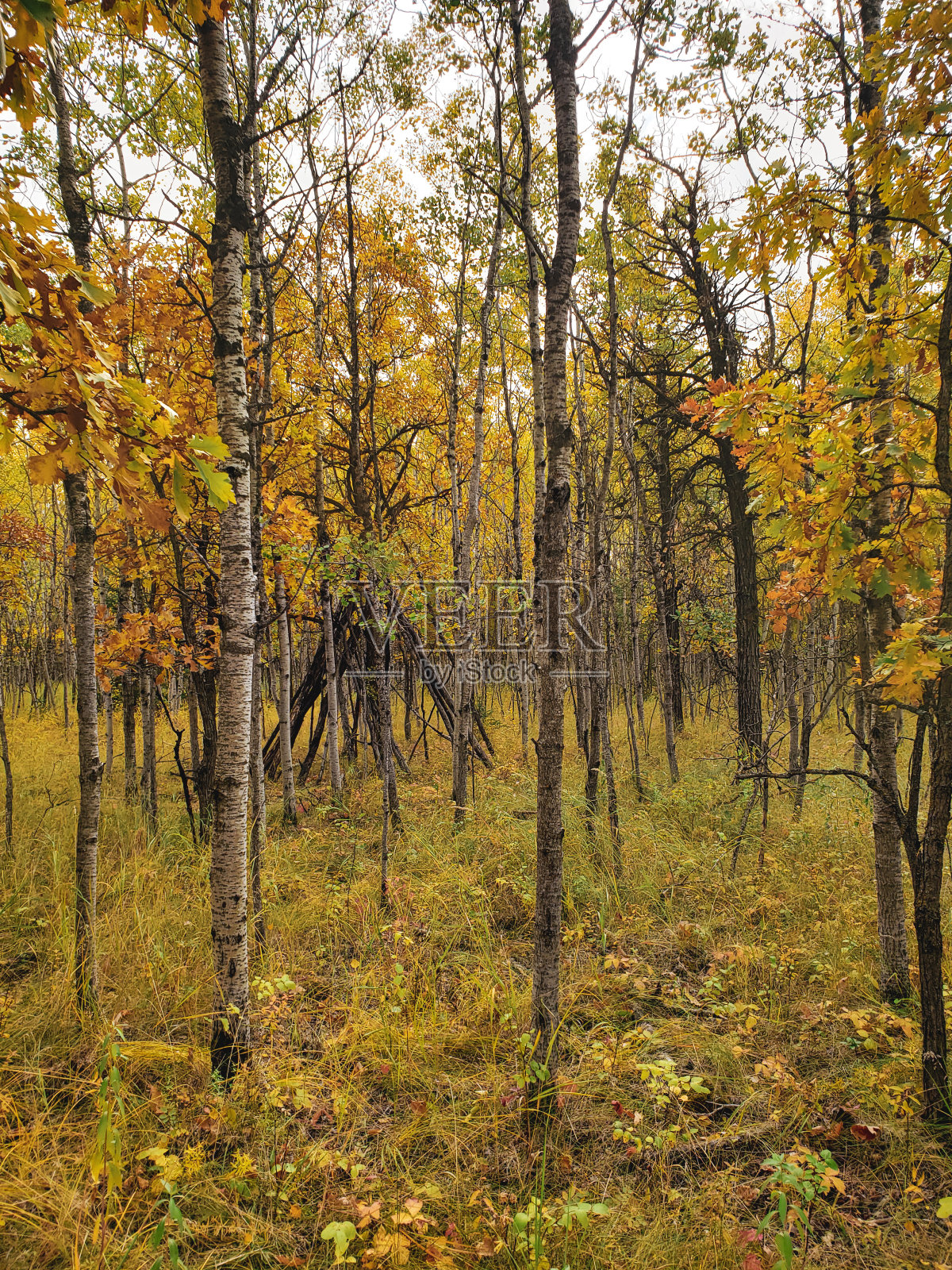 在加拿大马尼托巴省温尼伯的阿西尼伯恩森林,白桦树覆盖着金黄色的叶子,这是一个美丽的秋天照片摄影图片