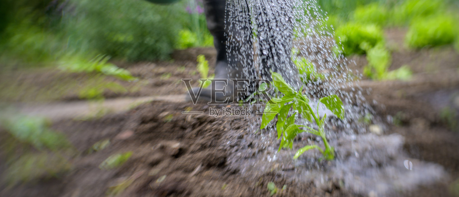清水浇在幼苗上的特写照片摄影图片