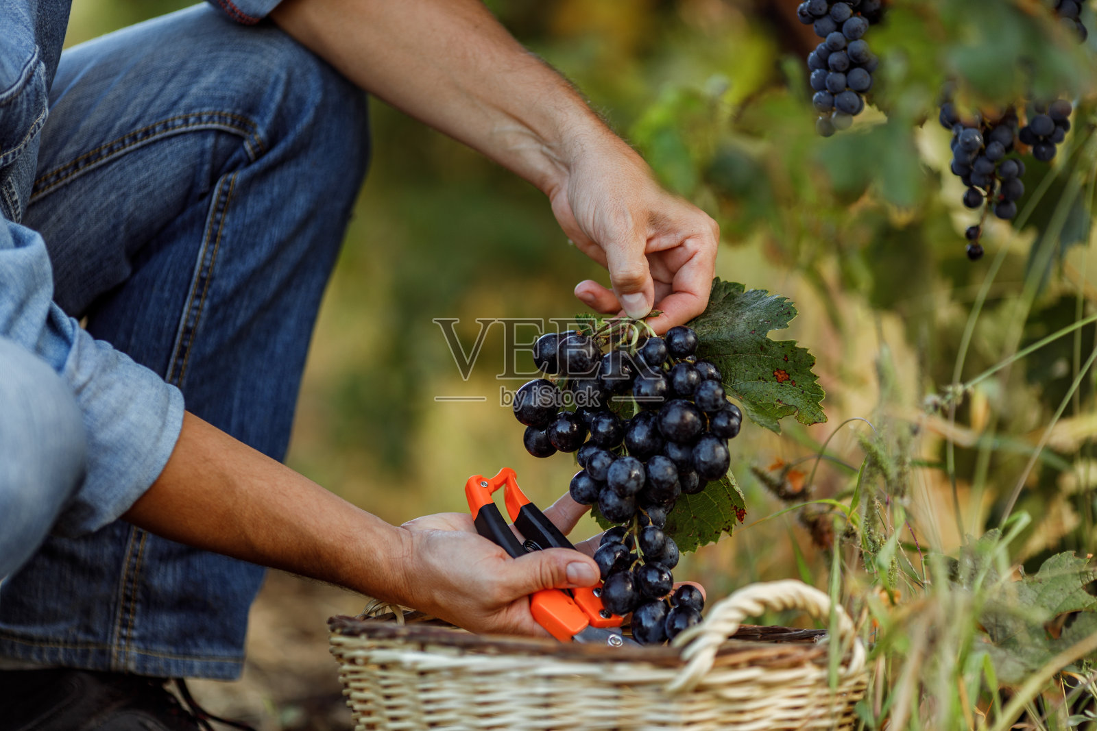 准备葡萄酿酒。照片摄影图片
