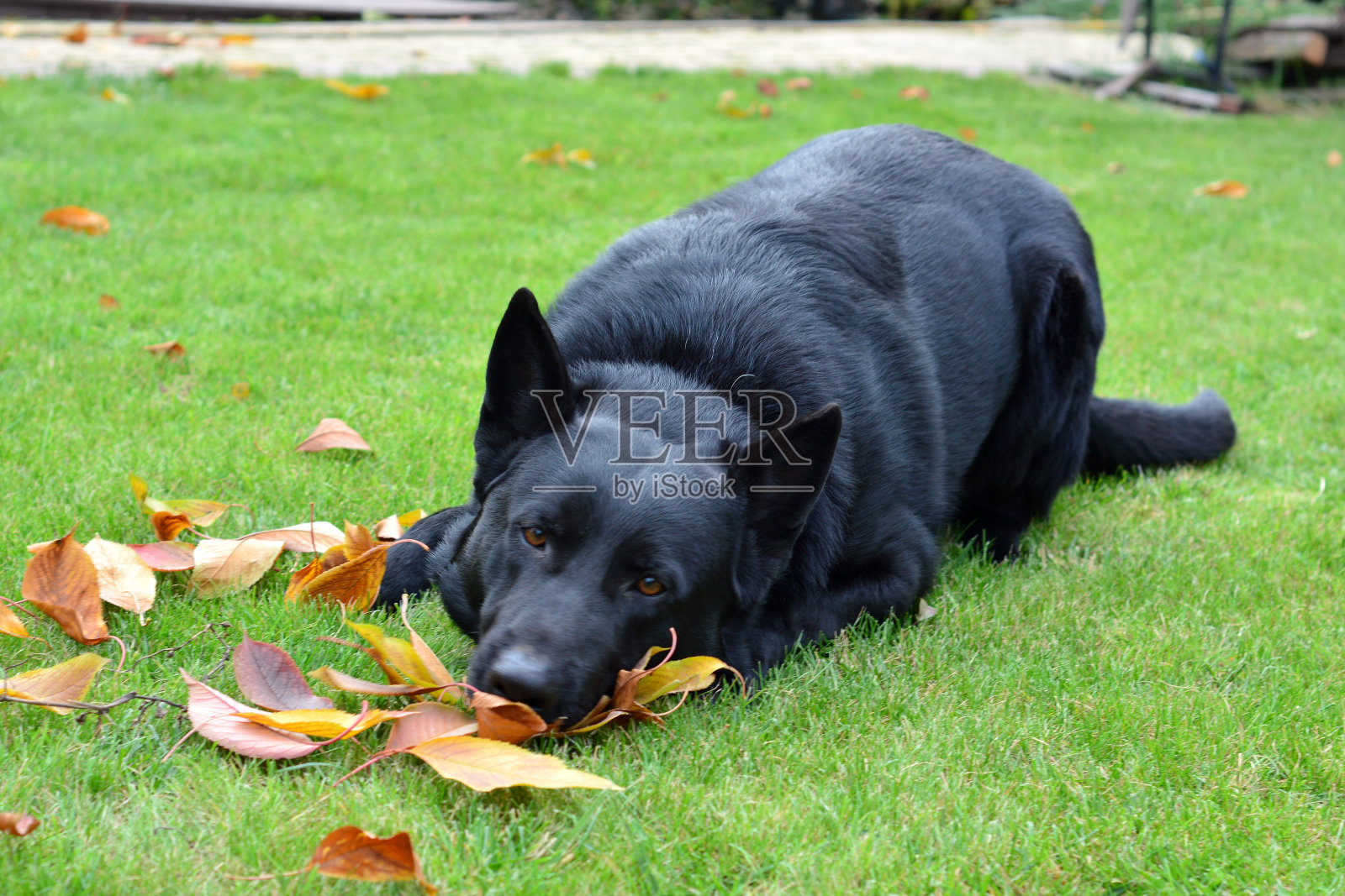成年纯种德国牧羊犬,黑色照片摄影图片