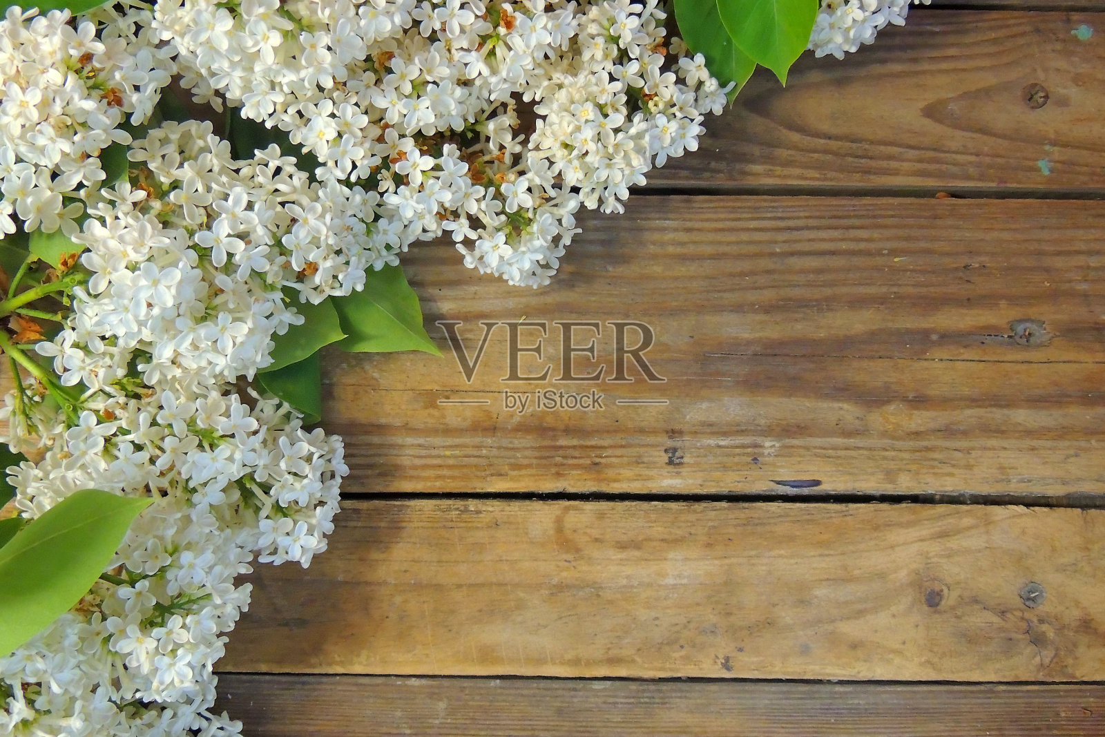 与淡紫色光音机照片摄影图片