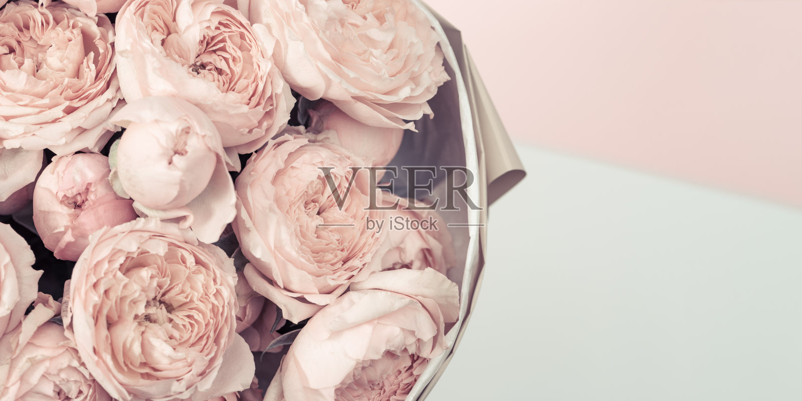 夏天娇嫩的花瓣盛开的大卫奥斯汀玫瑰,粉红色盛开的玫瑰花为自然背景。复古的颜色。照片摄影图片