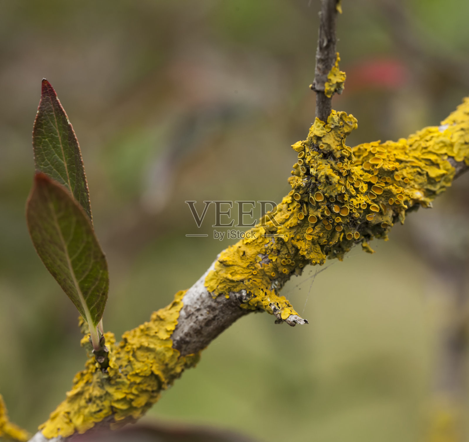 金色的珊瑚礁像地衣照片摄影图片