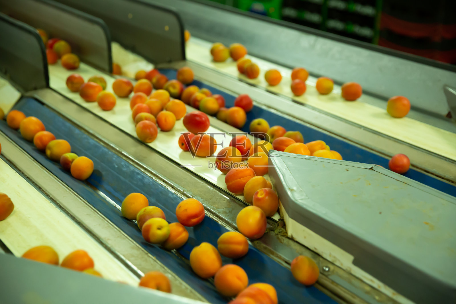 杏子分级包装生产设施照片摄影图片