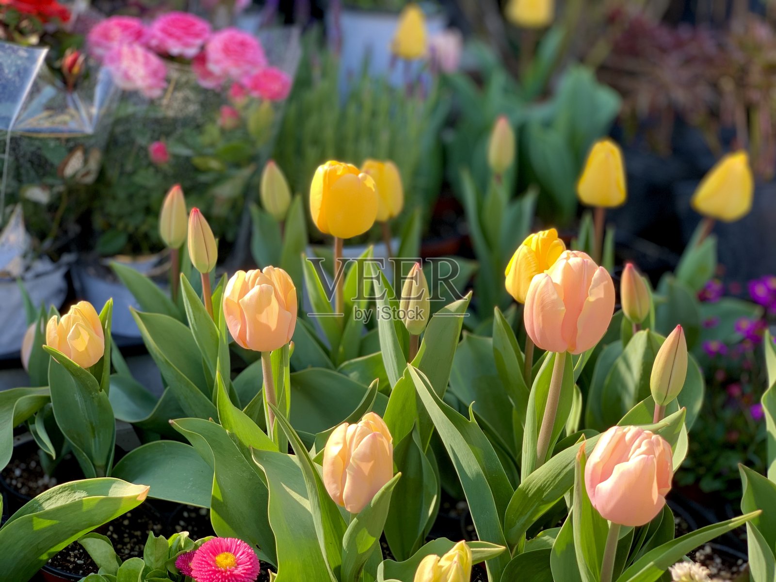 五颜六色的郁金香照片摄影图片