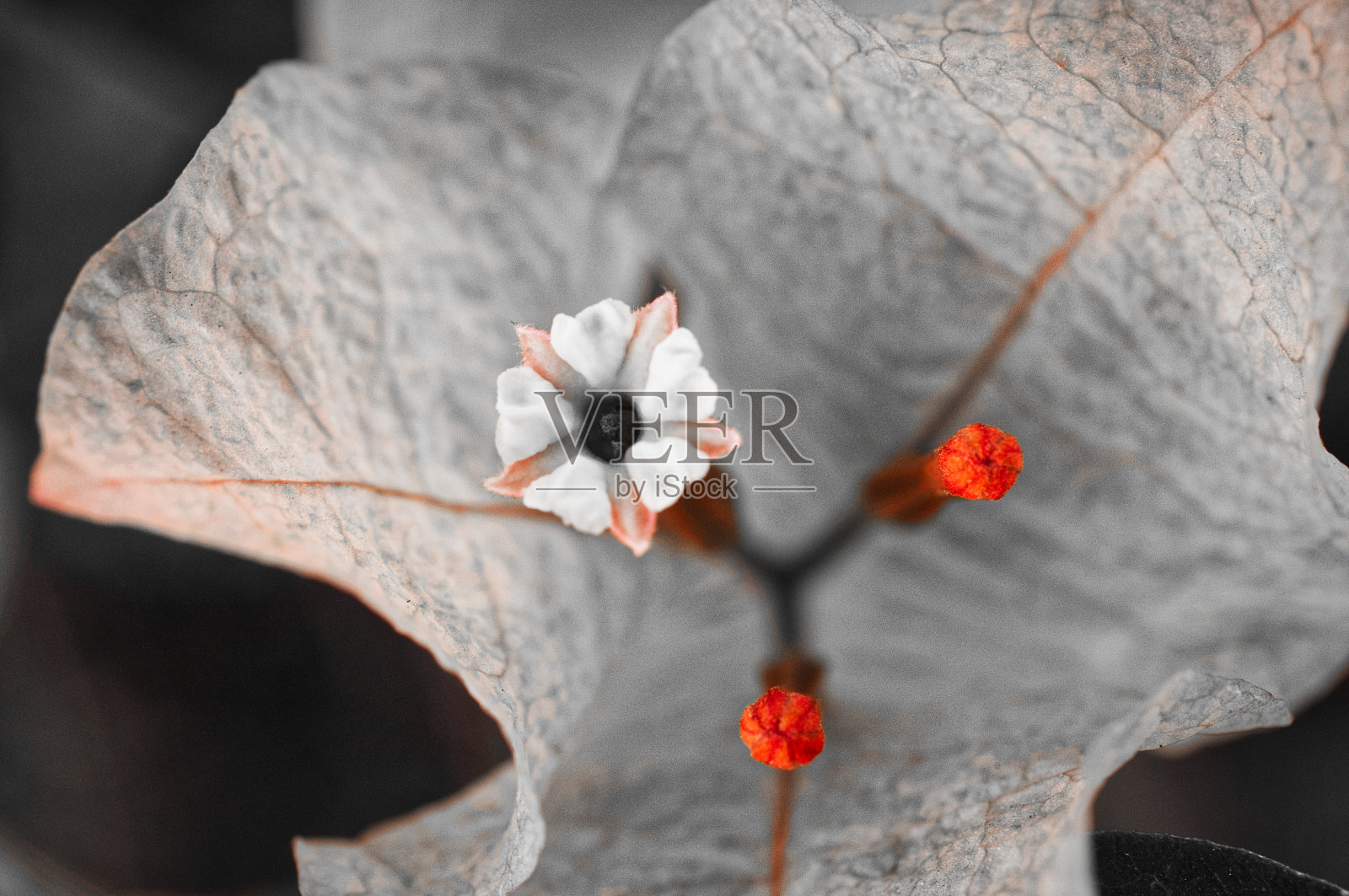 花的特写镜头照片摄影图片