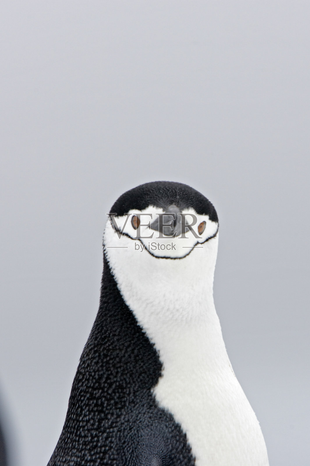 帽带企鹅照片摄影图片