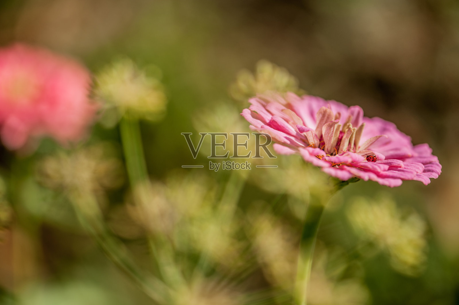 粉红色阴影百日花在秋季花园照片摄影图片