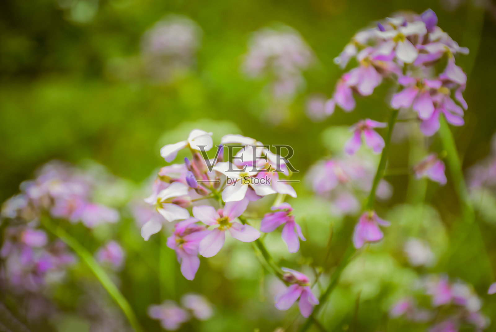 在山里照片摄影图片