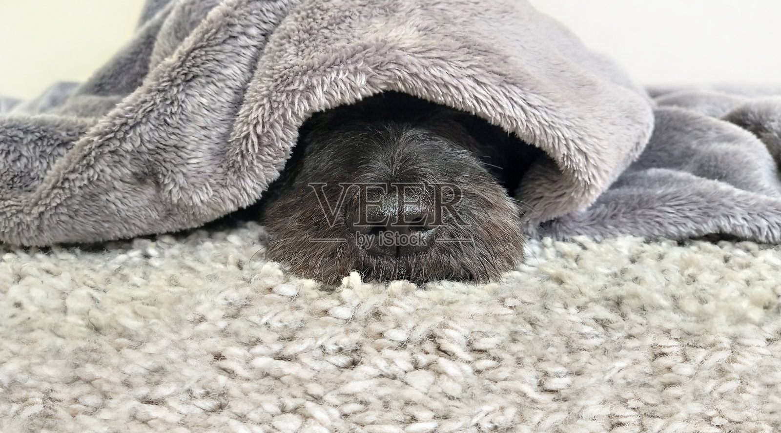 可爱的狗在温暖的毯子下放松照片摄影图片