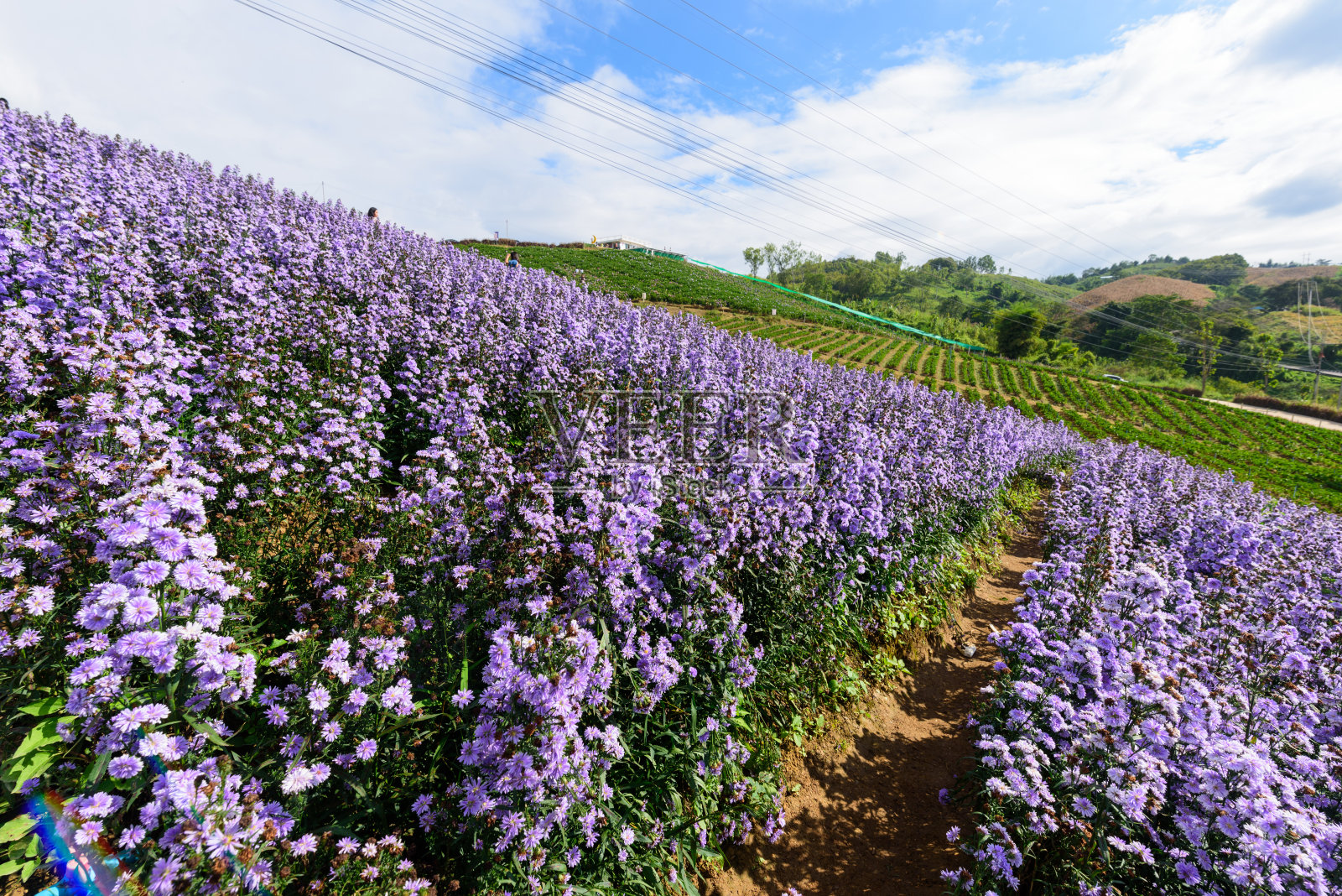清新的玛格丽特花圃在山上照片摄影图片