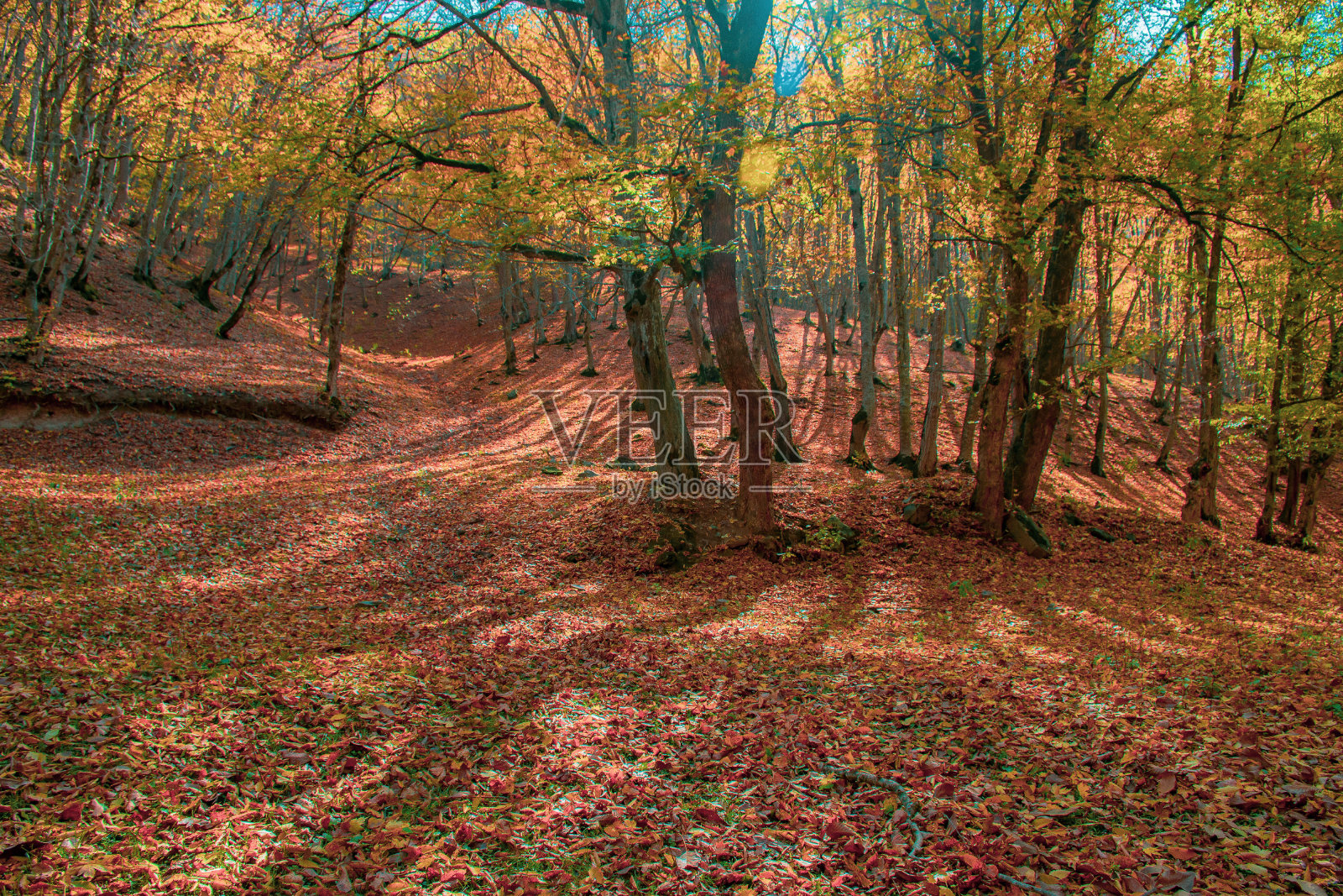 自然在秋天照片摄影图片