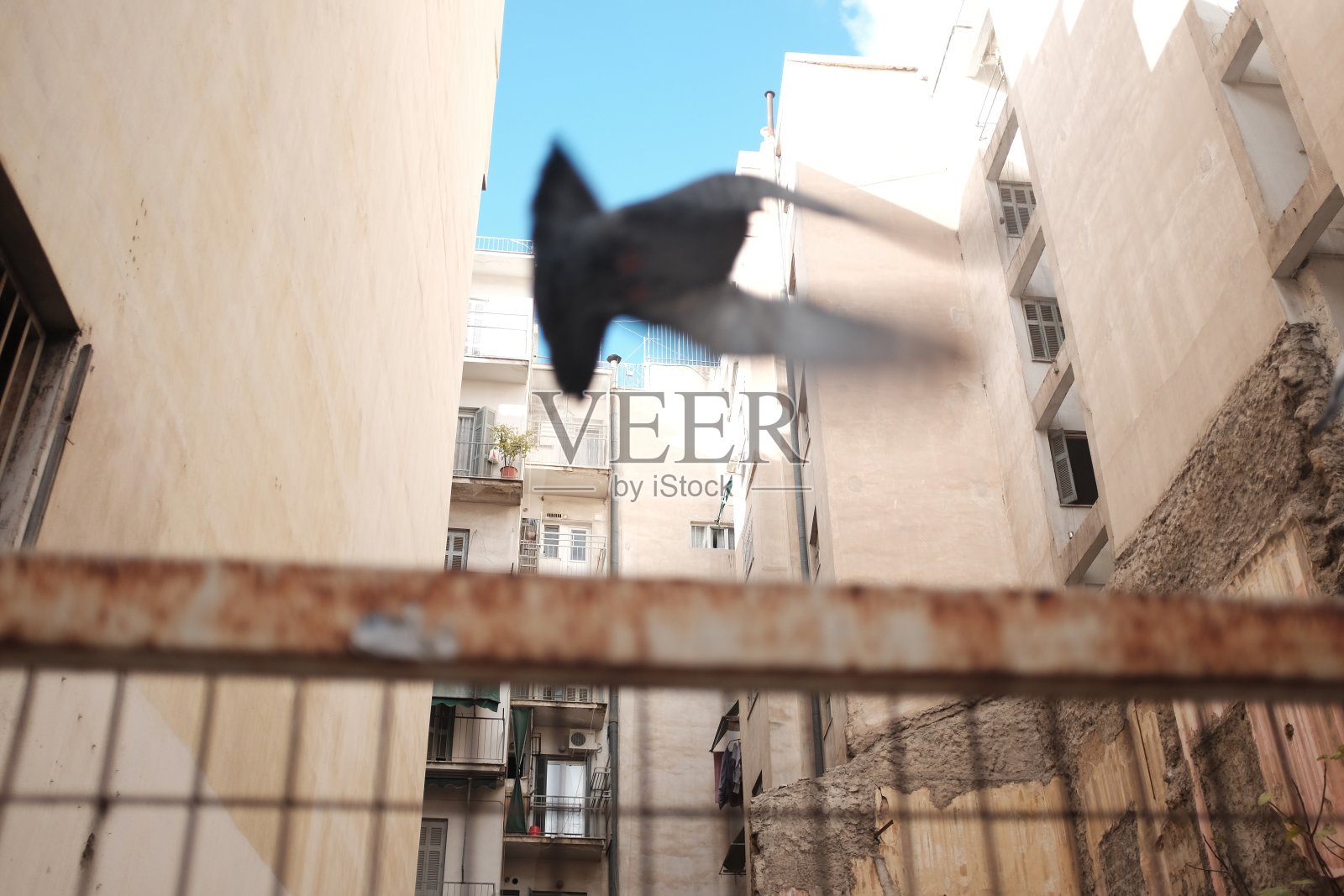 飞翔的鸽子照片摄影图片