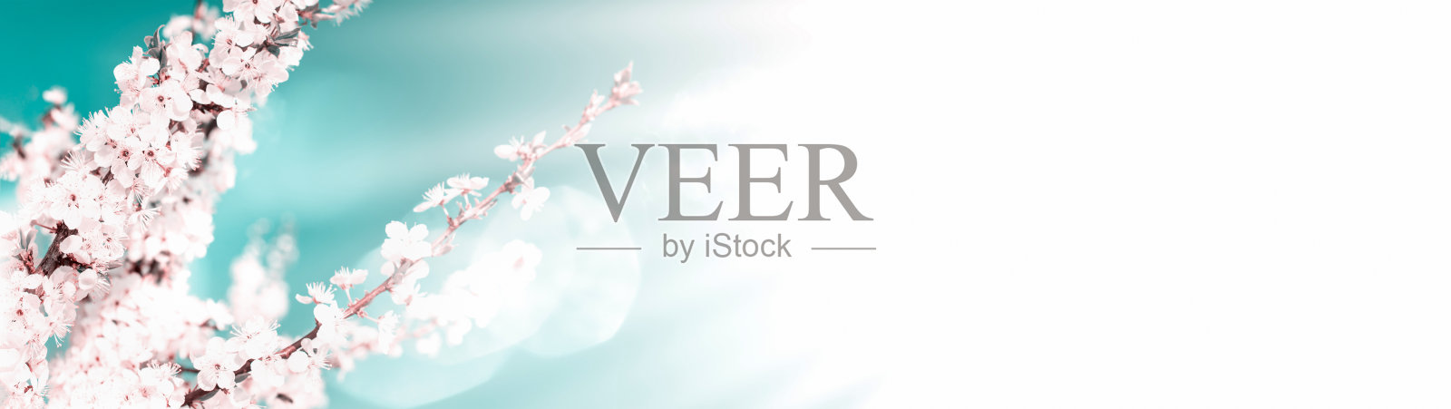 横幅用拷贝空间春天的背景开花的树枝照片摄影图片