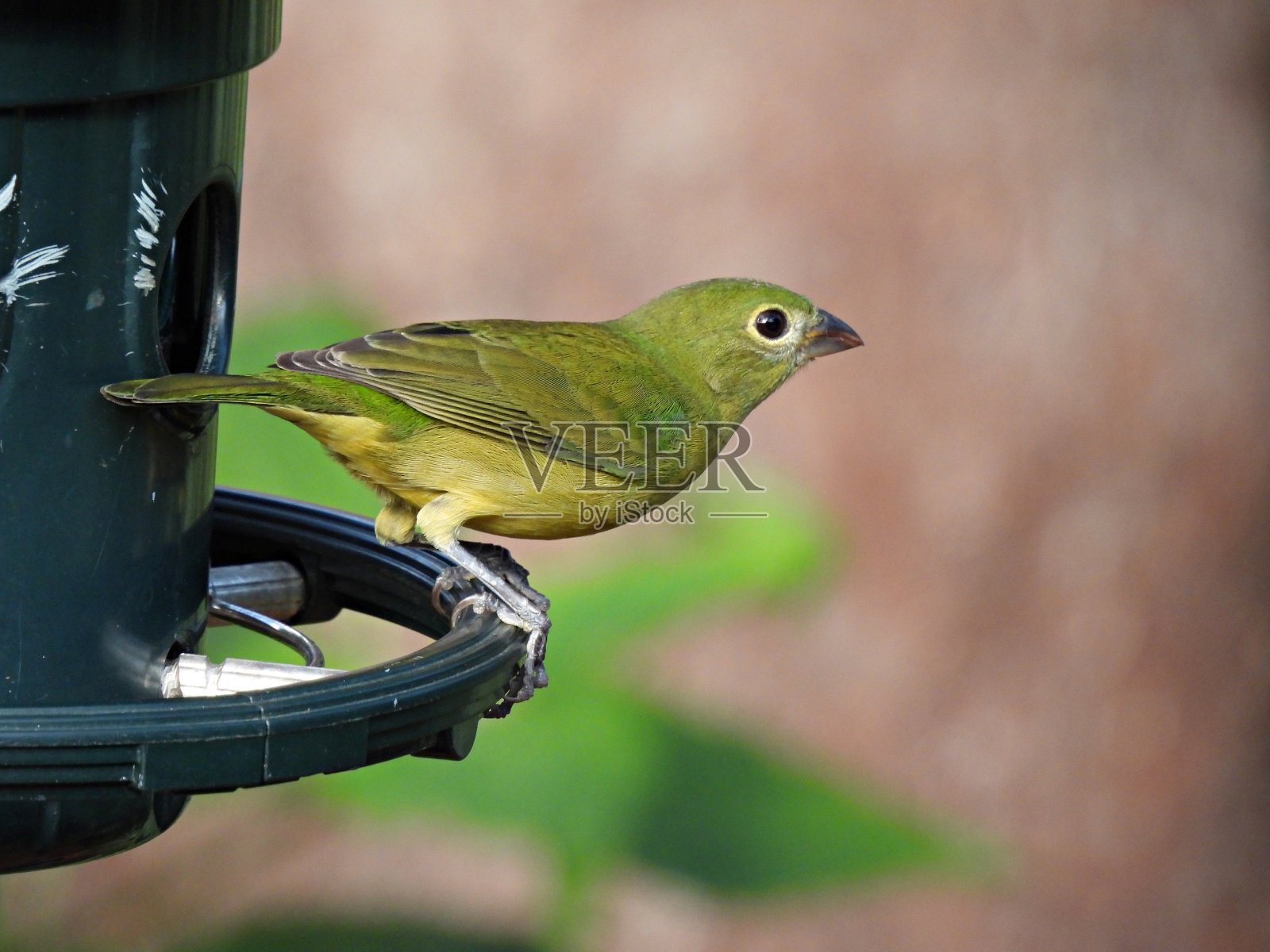 绘鹀(雀形目)雌鸟上的一种喂食器照片摄影图片