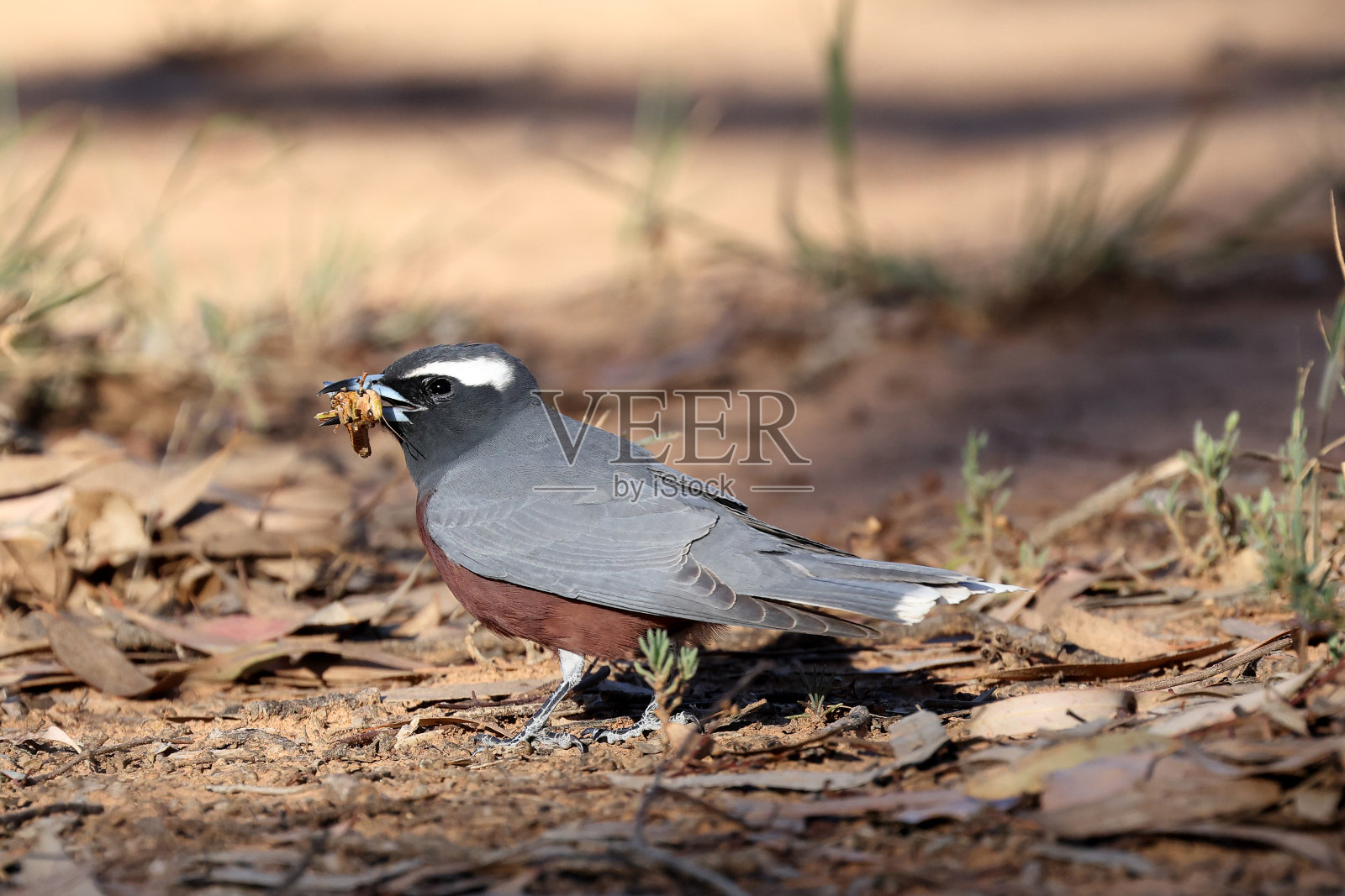 鸟在户外栖息的特写镜头照片摄影图片
